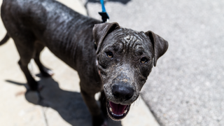 RealTime Racing Team Saves A Good Dog From Brutal Texas Heat